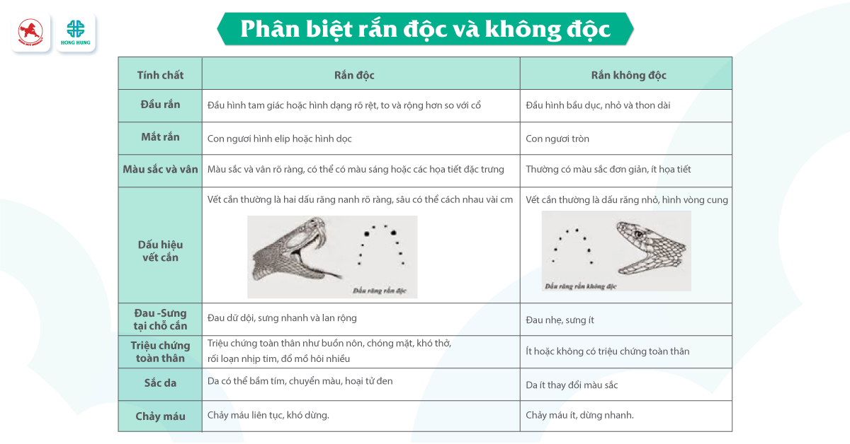 Xử lý các tình huống rắn cắn - Hong Hung Hospital